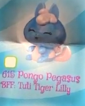 615 Pongo Pegasus